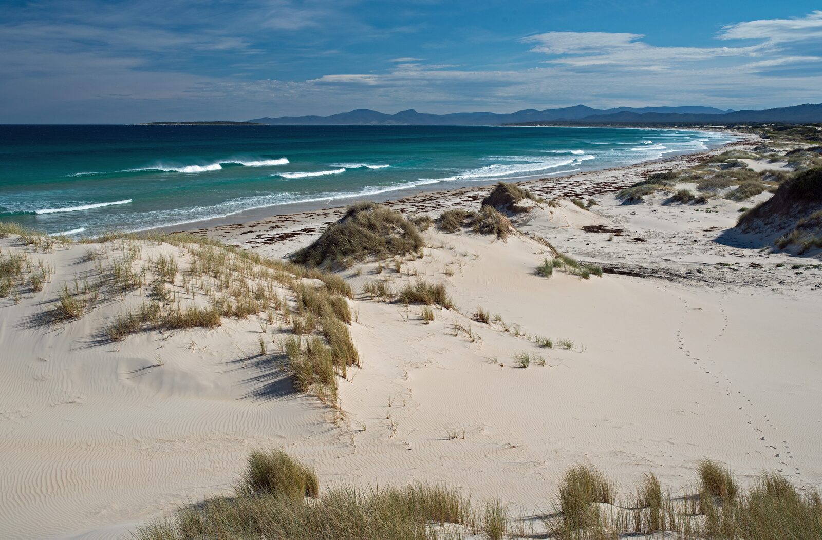 Tasmanian wildlife