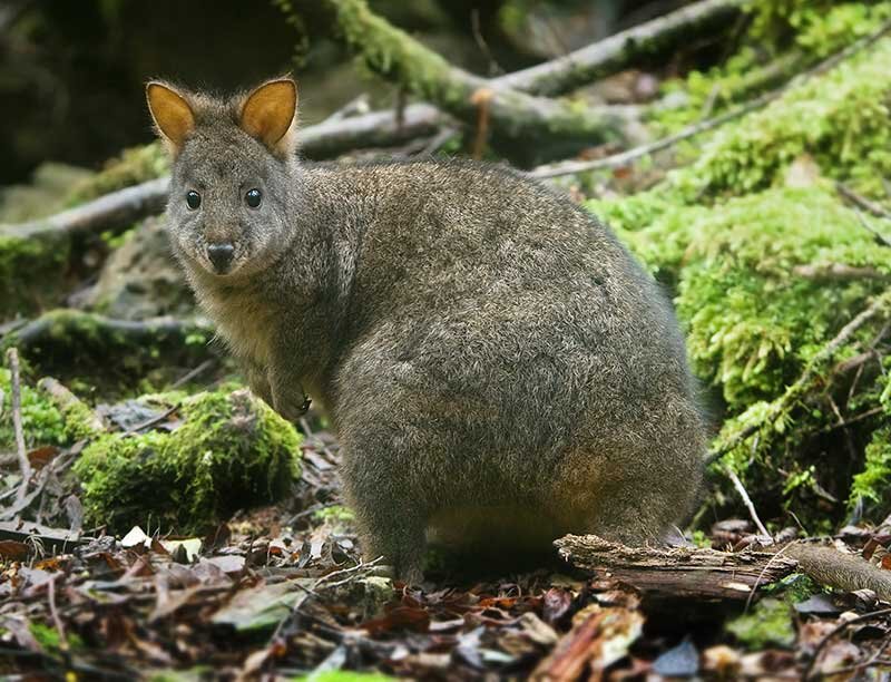 Tasmanian wildlife — a pademelon